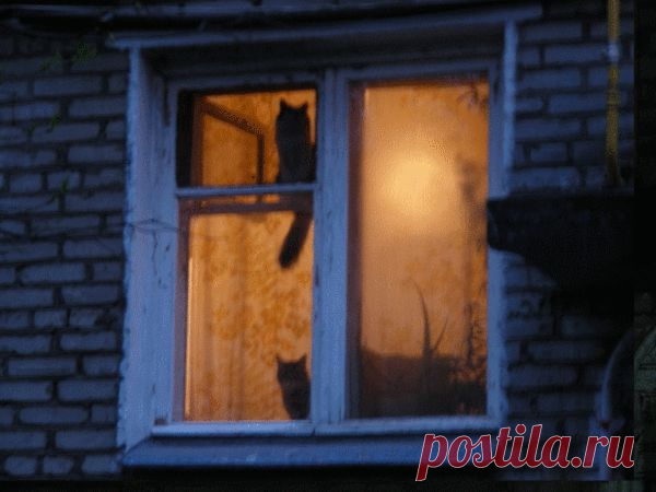Ночь и коты.