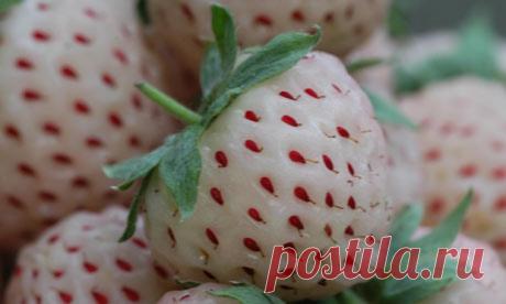 Белоплодная земляника