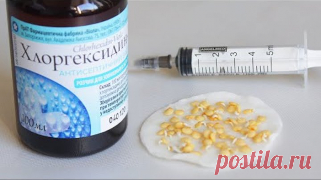 ДЛЯ ДРУЖНЫХ ВСХОДОВ И ЗДОРОВОЙ РАССАДЫ ДЕЛАЮ ТАК! ПРОРАЩИВАНИЕ СЕМЯН ПЕРЦА И ПОСЕВ БЕЗ ПИКИРОВКИ!