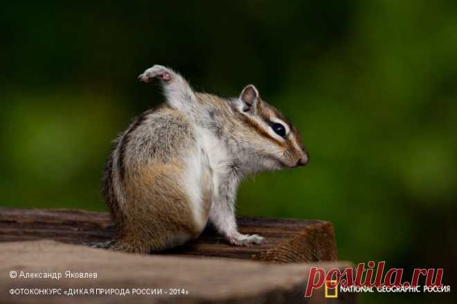 Фотоконкурс «Дикая природа России - 2014»