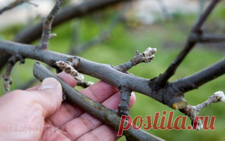 Как подобрать лучший подвой для прививки