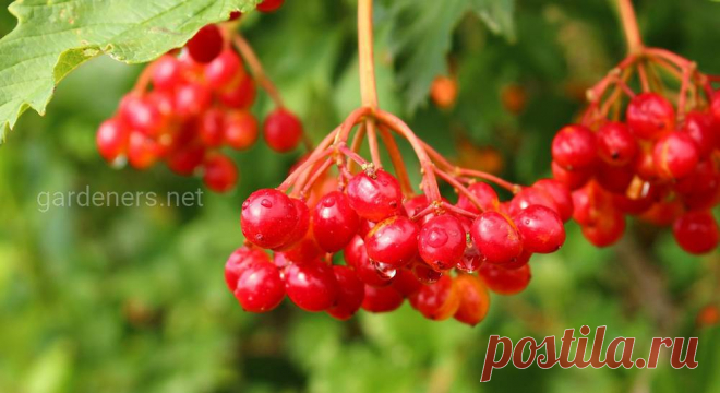 Как заготавливать калину правильно. ТОП-5 рецептов из калины | Огородники Полезные свойства калины. Правила сбора. Особенности хранения: в погребе, холодильнике и морозильной камере. Способ сушки ягод. Витаминные рецепты: варим сок, готовим повидло и варенье, заготавливаем желе и крутим пастилу.