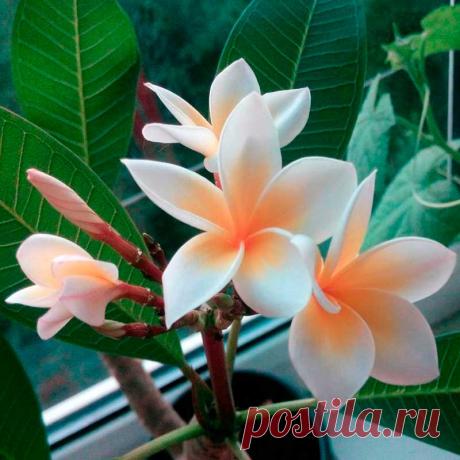 Комнатное растение Плумерия (Plumeria). Плумерия - редкое в комнатной культуре субтропическое растение. Чаще всего встречается плумерия красная (P.rubra) с цветками различной окраски. В природе плумерия - кустарник, поэтому для выращивания дома ей необходим объемный горшок. Высота растения может достигнуть 2 м. Выращивают плумерию ради крупных верхушечных соцветий, хотя длинные листья, заостренные на концах, смотрятся также весьма декоративно. Цветки пятилепестковые, крупные - белые или розовые.