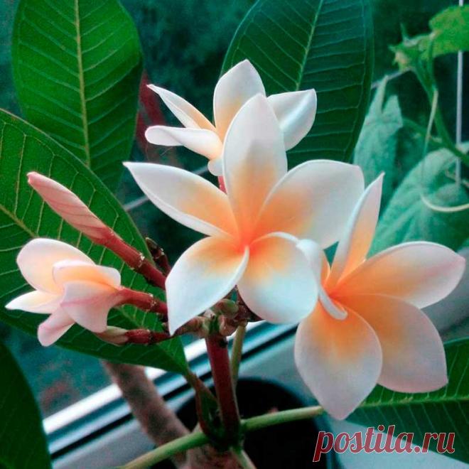 Комнатное растение Плумерия (Plumeria). Плумерия - редкое в комнатной культуре субтропическое растение. Чаще всего встречается плумерия красная (P.rubra) с цветками различной окраски. В природе плумерия - кустарник, поэтому для выращивания дома ей необходим объемный горшок. Высота растения может достигнуть 2 м. Выращивают плумерию ради крупных верхушечных соцветий, хотя длинные листья, заостренные на концах, смотрятся также весьма декоративно. Цветки пятилепестковые, крупные - белые или розовые.