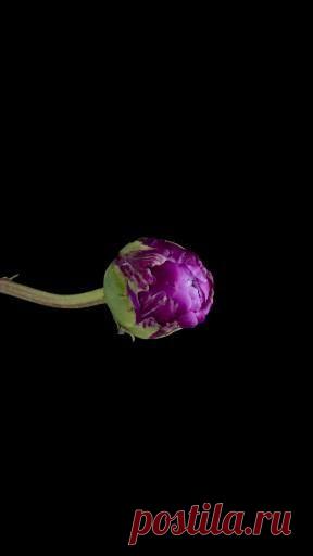 Пин содержит это изображение: