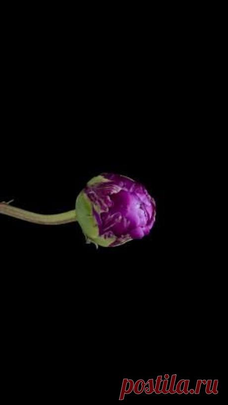 Пин содержит это изображение: