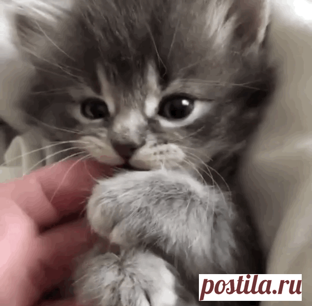 Милее кусачки вы уже сегодня не увидите....😻