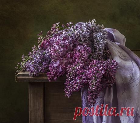 Сирень. Photographer Olga