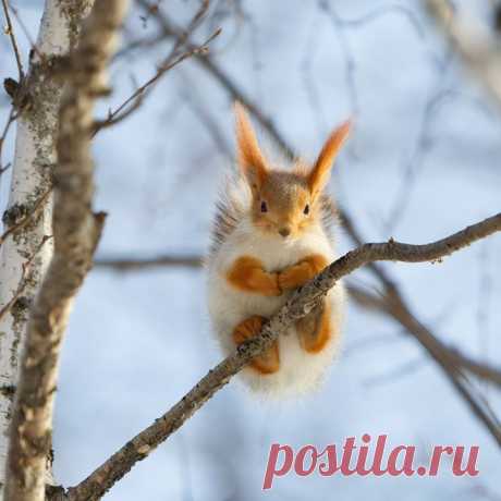 Само очарование. Фото: Анатолий Плоцкий