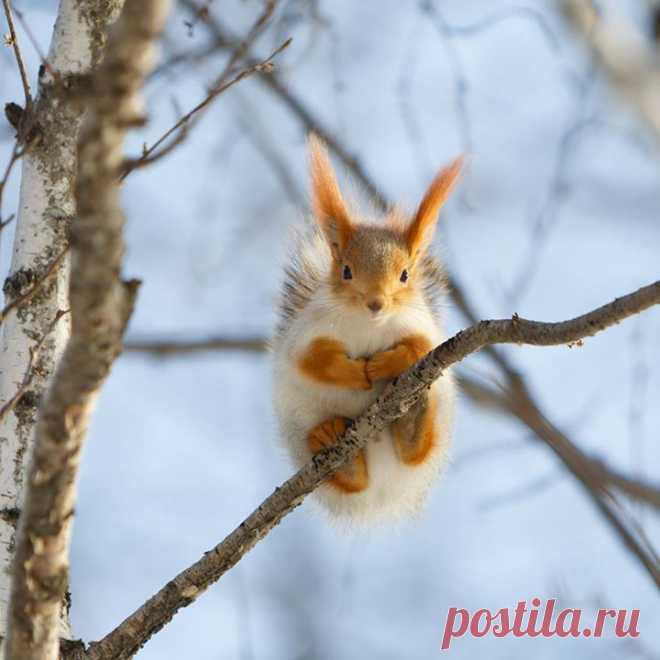 Само очарование. Фото: Анатолий Плоцкий