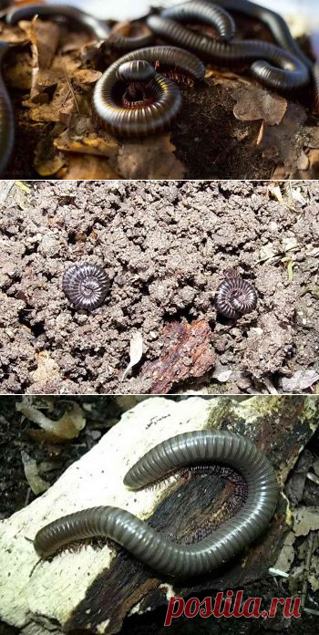 Кивсяк, как избавиться от многоножки | Дача - впрок