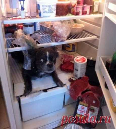Животные, которые не знали о скором возвращении хозяина.