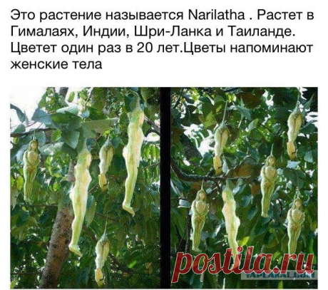 Narilatha - что это правда или чья-то шутка?