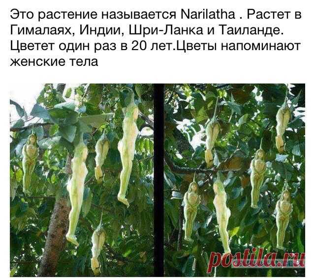 Narilatha - что это правда или чья-то шутка?