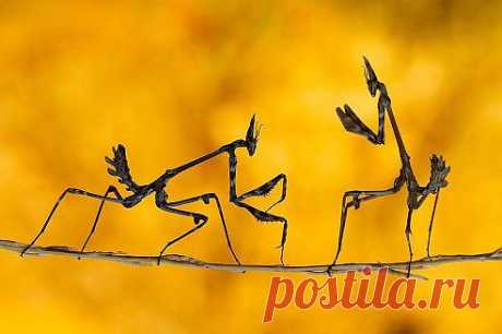 Поединок богомолов