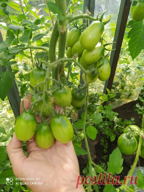 Помидор - трудяга. Даже не в лучших условиях завалил плодами | Дача Удачи | Яндекс Дзен