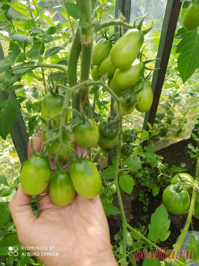 Помидор - трудяга. Даже не в лучших условиях завалил плодами | Дача Удачи | Яндекс Дзен