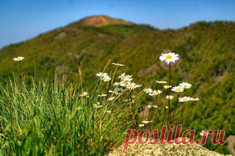 (35) Одноклассники