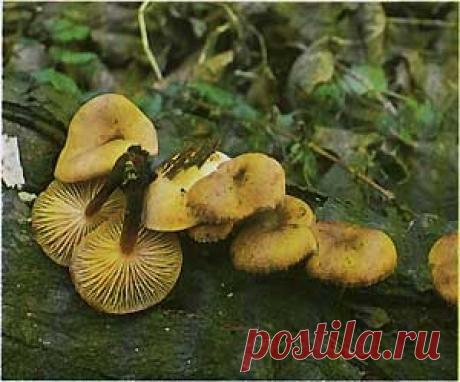 Опенок зимний, зимний гриб (Flammulina velutipes)