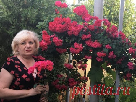 Роза - корнесобственная или привитая .