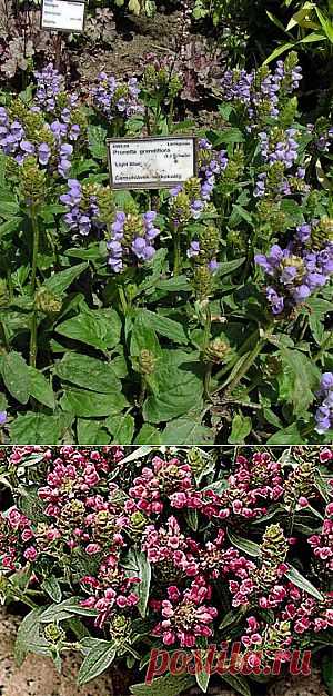 ЧЕРНОГОЛОВКА или (PRUNELLA) | 6 соток