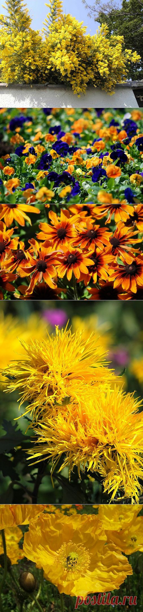 (+1) тема - Тысяча оттенков желтого | САД НА ПОДОКОННИКЕ