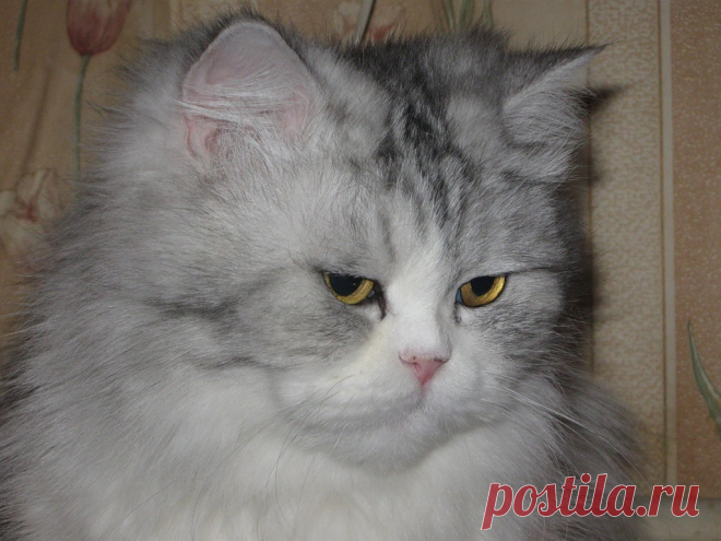 Яндекс.Фотки