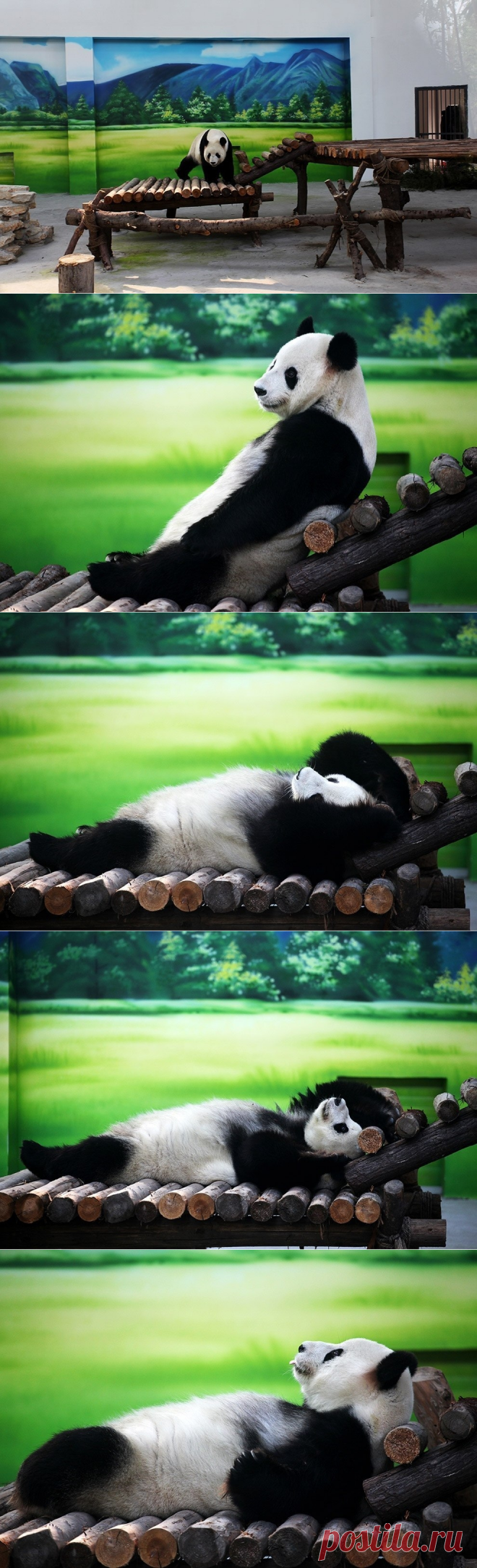 И пусть весь мир подождет: Как отдыхают панды в Китае. - Путешествуем вместе