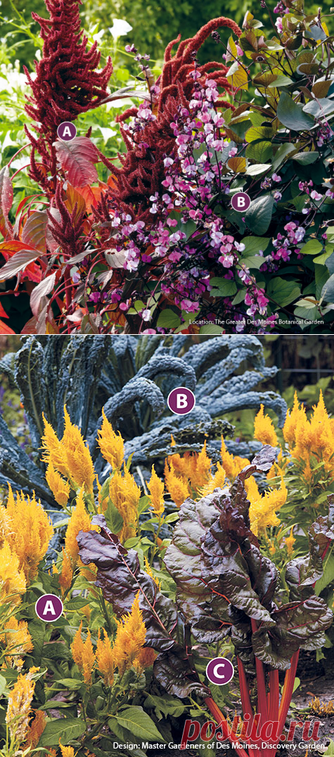 Purple plant combos for fall | Garden Gate