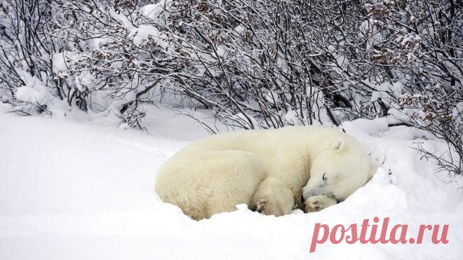 Животные в снегу! - Фотошоп+видео-анимация - Группы Мой Мир