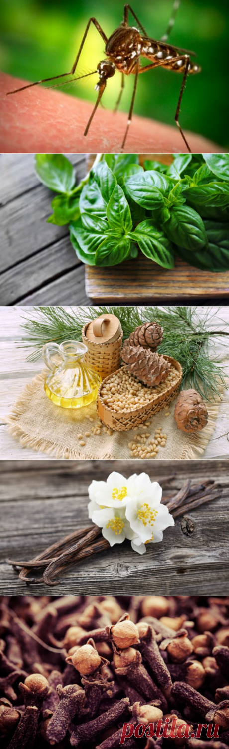 Аромавойна с комарами / Домоседы