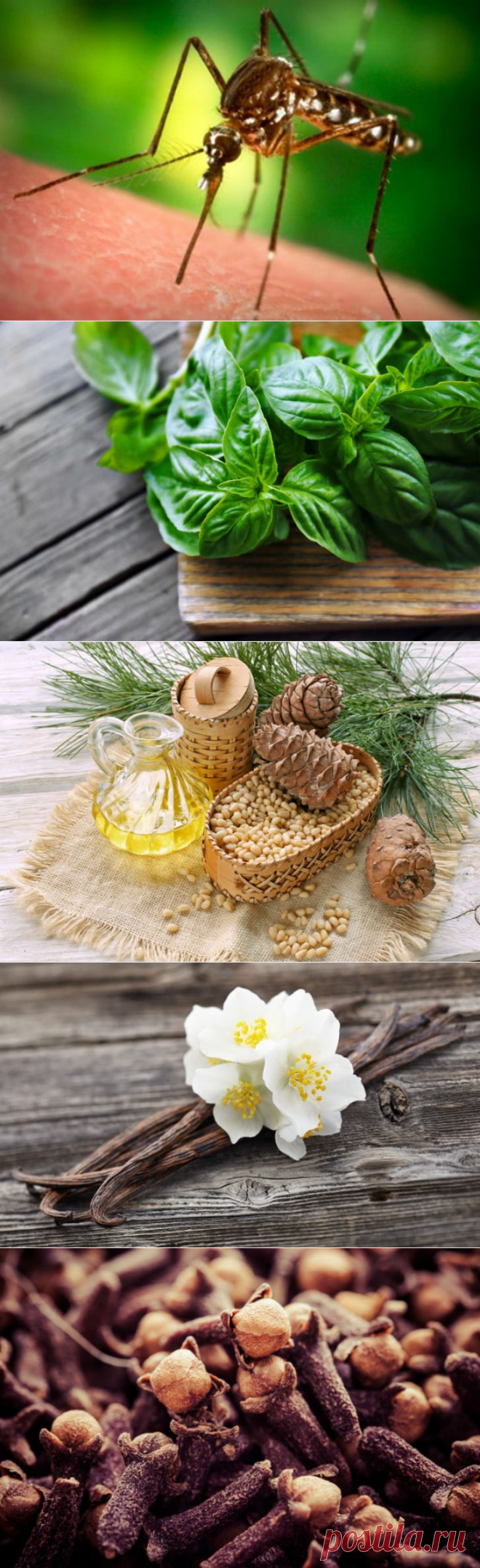 Аромавойна с комарами / Домоседы