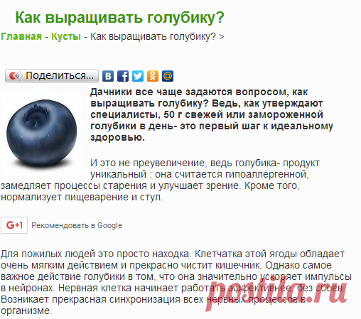 Как выращивать голубику?