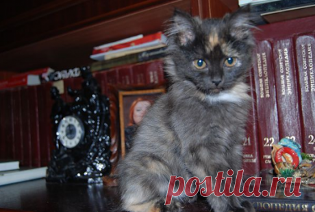 Тэсла позирует