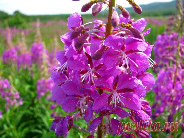 А вы заготавливайте иван-чай? Самый быстрый способ ферментации листьев и цветов | Наша Дача | Яндекс Дзен
