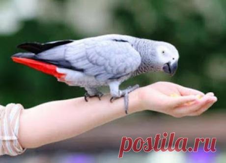 Наша удивительная планета: Интересные случаи из жизни попугаев Жако
