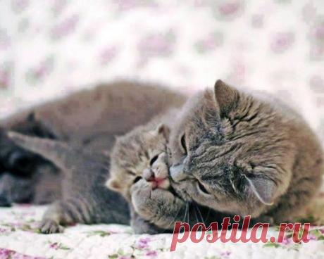 Мамина забота