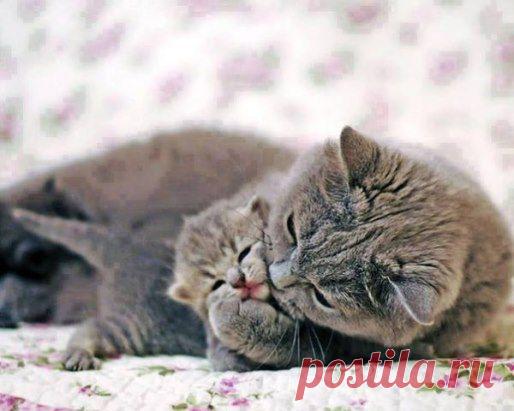 Мамина забота