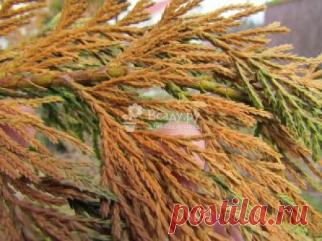 Основные вредители туи и способы борьбы с ними. Вредители туи фото Вредители туи фото. Советы по защите туи Смарагд и других сортов от вредителей. Рекомендации по обработки туи различными средствами туй и рецепты приготовления