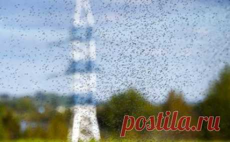 20-6-23-Затопленная Херсонщина грозит югу России ЛИХОРАДКОЙ Западного Нила - Свободная Пресса