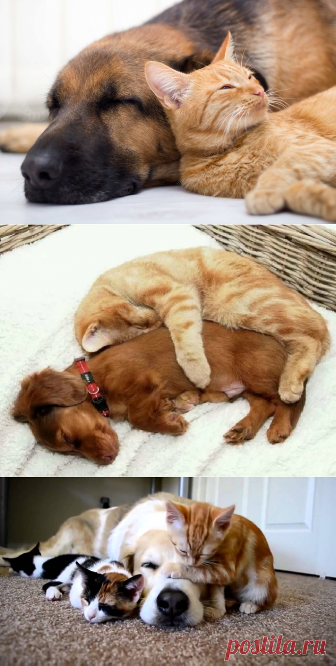 Сладкий сон