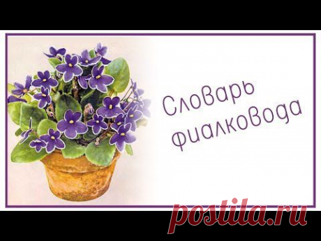 Словарь фиалковода - YouTube