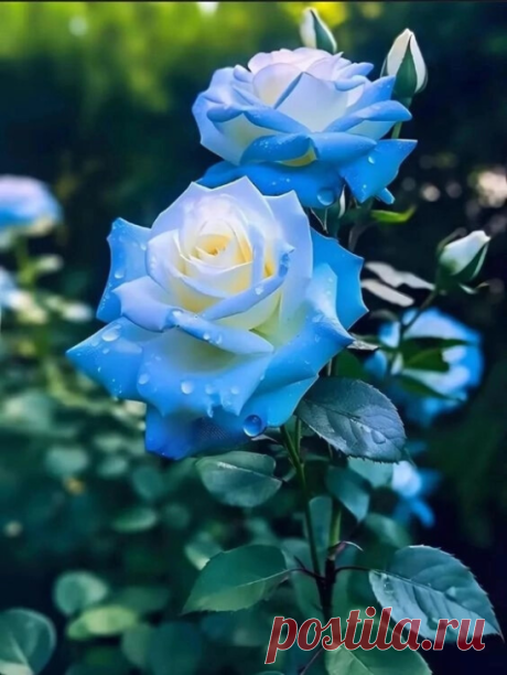 ✮