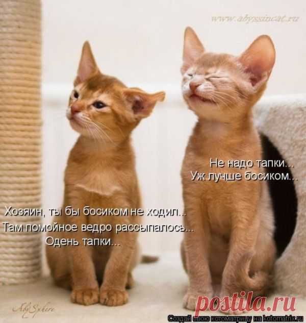 Уфф!!! Ну наконец-то! Котоматрицы великолепные, каждая с улыбкой и хорошим настроением!