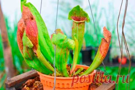 Комнатное растение Саррацения (Sarracenia). Саррацении - наиболее распространенные культивируемые насекомоядные растения Нового Света. Их оригинальные листья-ловушки привлекают насекомых цветом и запахом. Внутри эти вытянутые кувшинчики частично заполнены жидкостью, в которой тонут оказавшиеся внутри жертвы, которые и перевариваются выделяемыми пищеварительными ферментами. Не менее колоритно выглядят и оригинальные цветки саррацений.