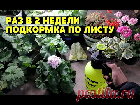 ЗЕЛЕНЫЕ И ЖИРНЫЕ ЛИСТЬЯ У ГЕРАНИ (ПЕЛАРГОНИИ) - 2 УДОБРЕНИЯ