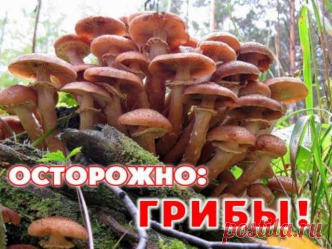 Осторожно, грибы! (ценная информация) &raquo; Женский Мир