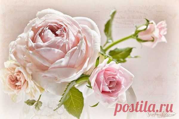 Владимир Барышев