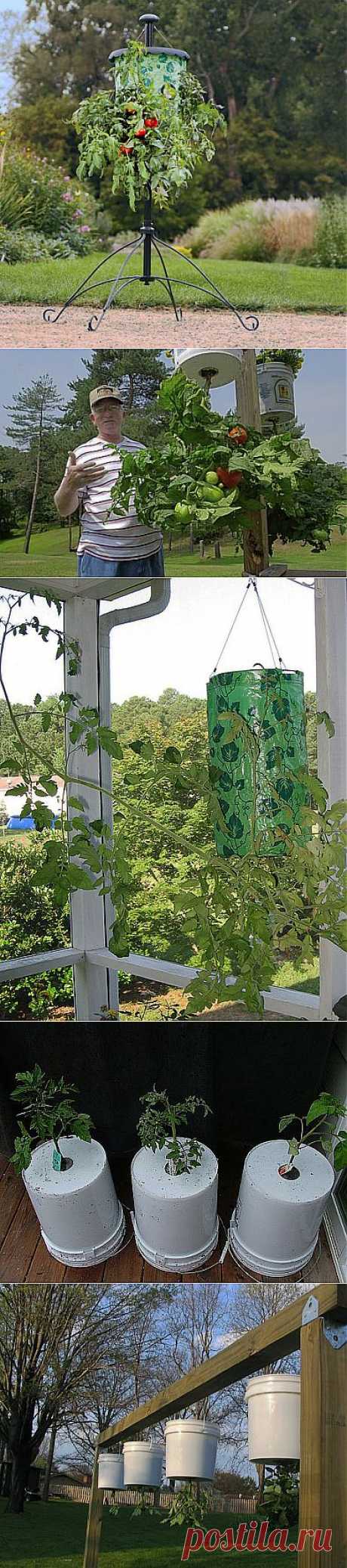ВВЕРХ ТОРМАШКАМИ ИЛИ ВЫРАЩИВАНИЕ РАСТЕНИЙ В ПЕРЕВЕРНУТОМ ВИДЕ. | Самоцветик