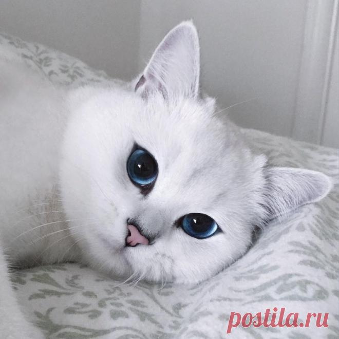 Самые милые блогеры: 13 звездных котов Инстаграма